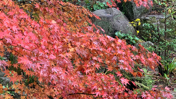 竈門神社-2