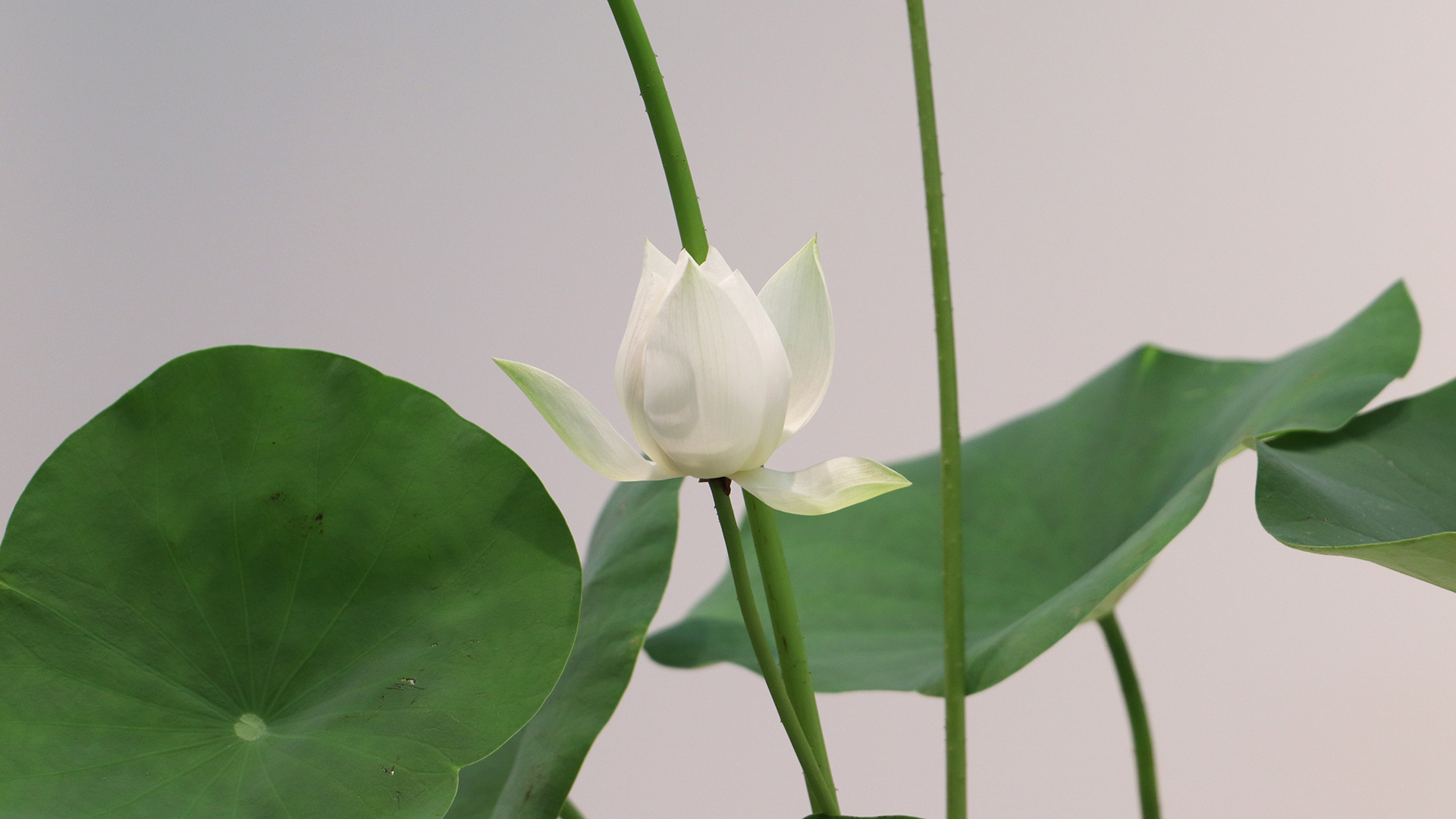 With the White Porcelain Jar by Shiho Yokokawa-7