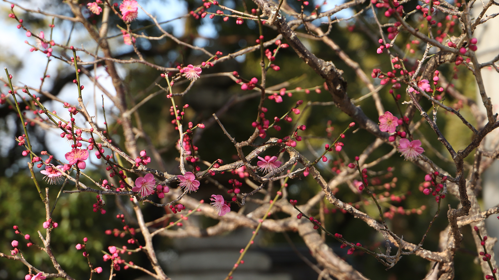 With Plums from Dazaifu Tenmangū Shrine by Shiho Yokokawa-8
