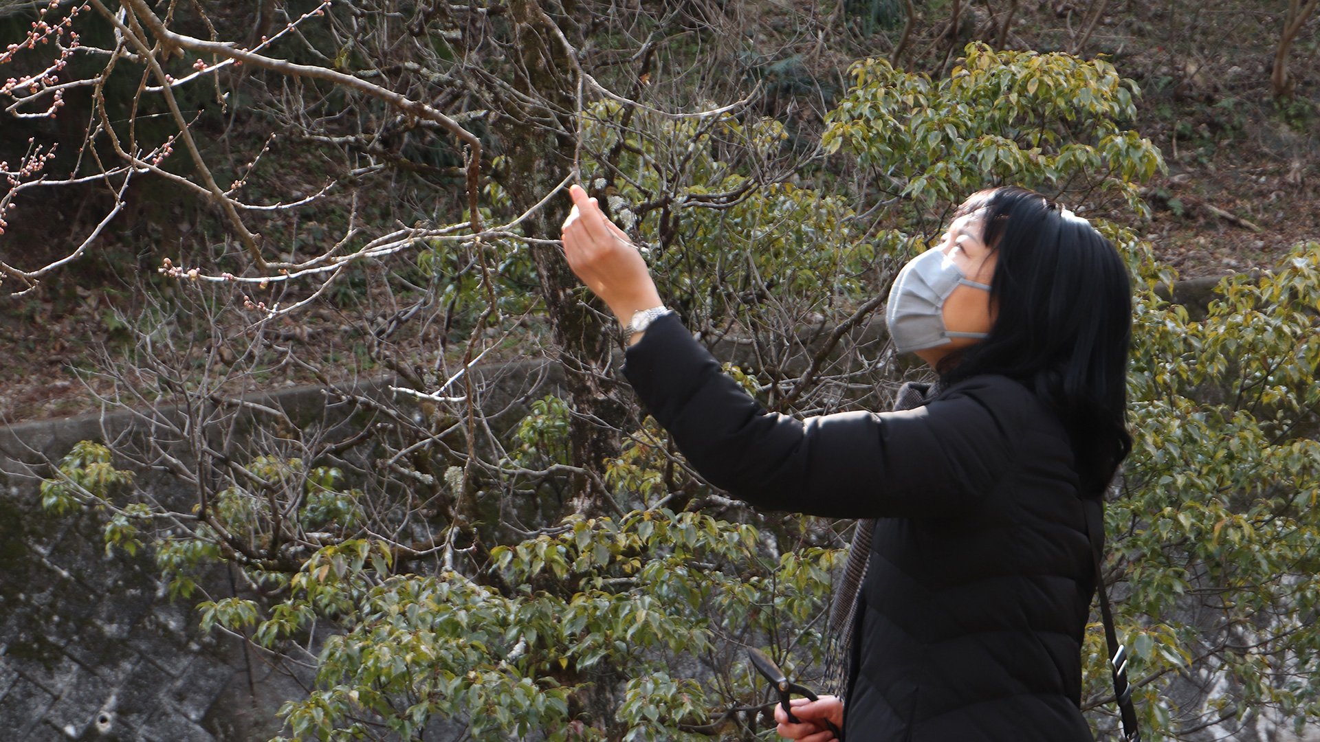 With Plums from Dazaifu Tenmangū Shrine by Shiho Yokokawa-9